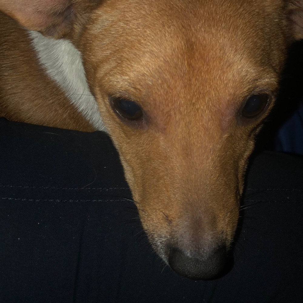 PLEASE SHARE Taking offers to get Holly to vet 😇